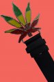 opasek Rasta Marijuana opasek Rasta Marijuana