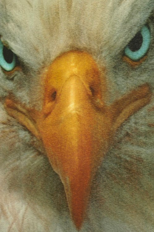Eagle Fabric pnsk triko - Kliknutm na obrzek zavete