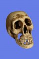 Skull sv�cen
