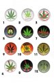placky Cannabis