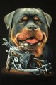 Harley Davidson Rottweiler triko pnsk